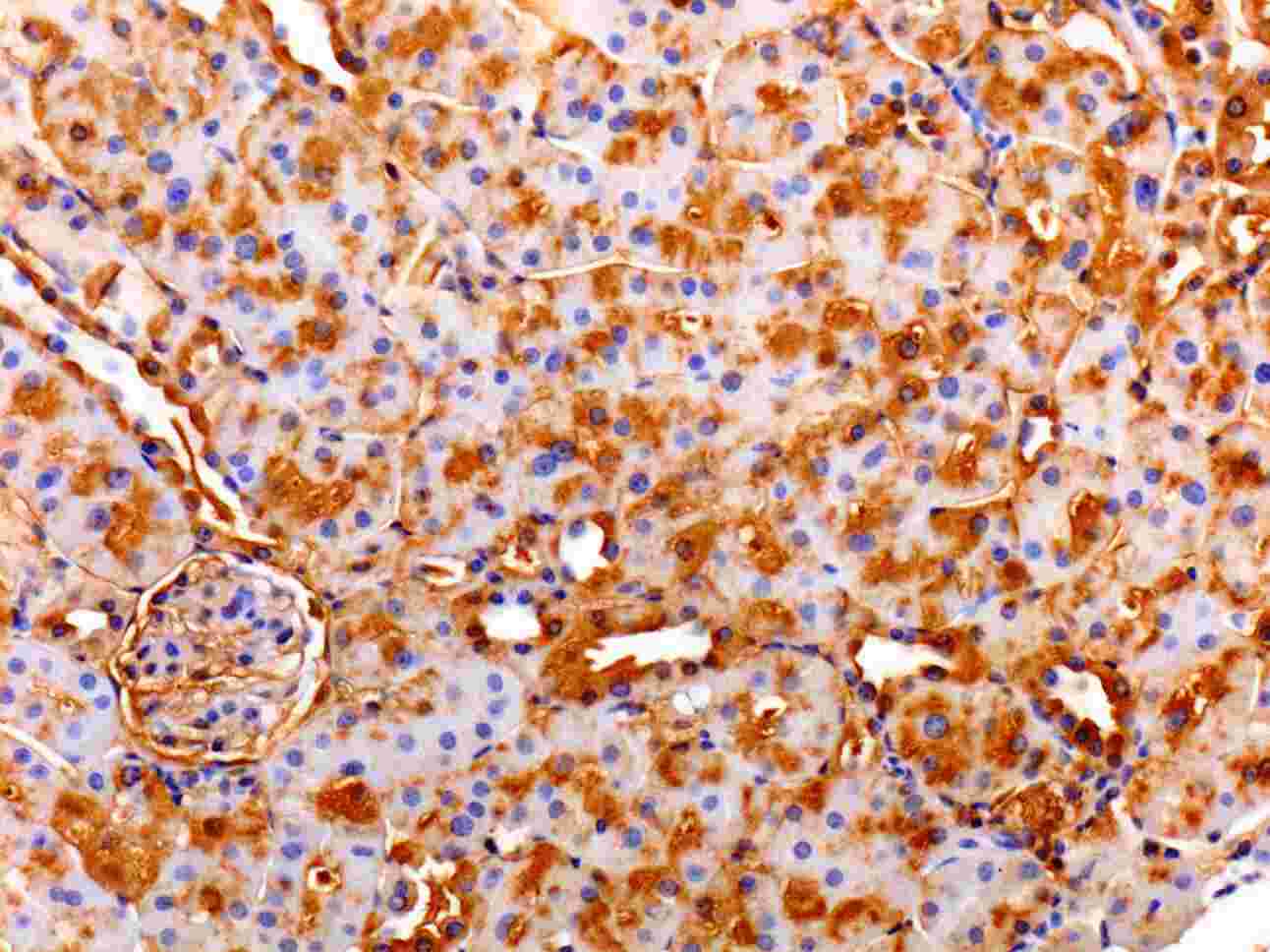 Cultured retinal cells